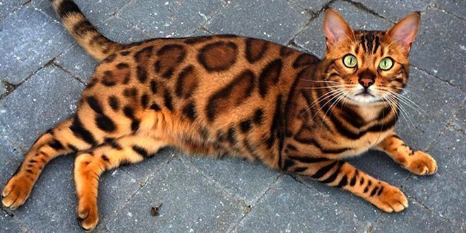 [Image: thor-bengal-cat-1.jpg]