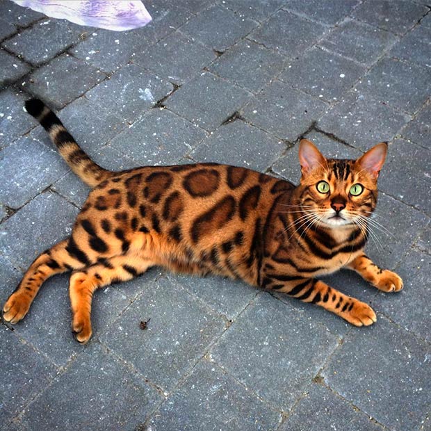 Thor Bengal Cat