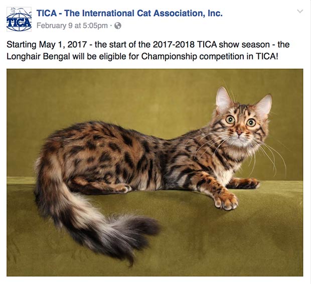 Long Haired Bengal Cat Cashmere Information  Overview