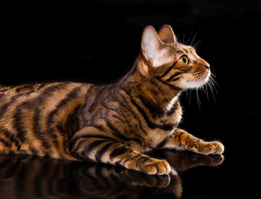 What Are Toygers? Domestic Tiger-Cats as House Pets - PetHelpful