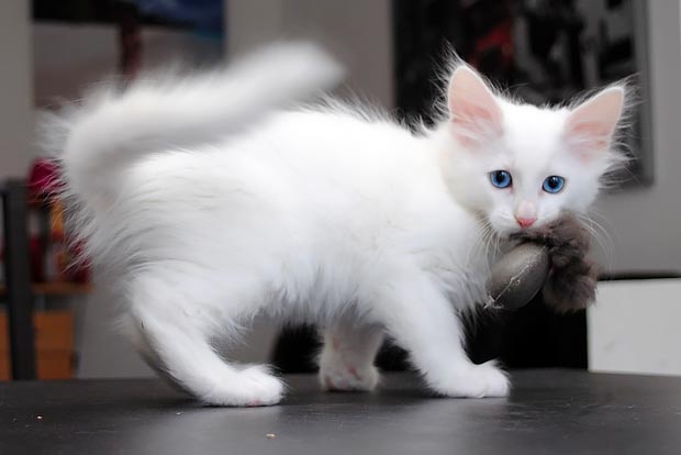 Turkish Angora