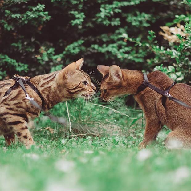 Abyssian and Bengal cat outdoor