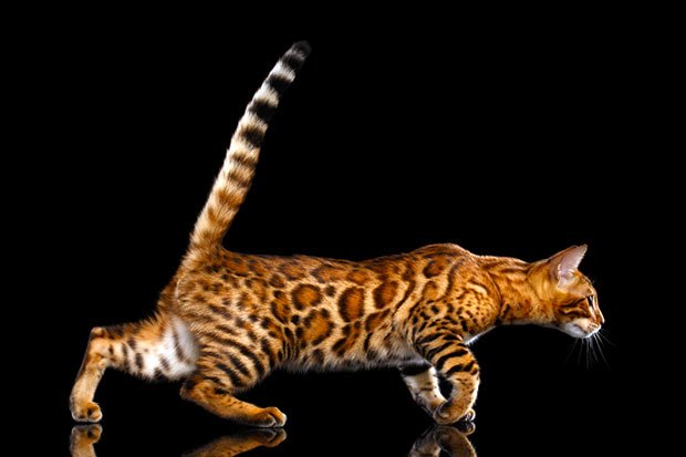 Bengal Cat Breed