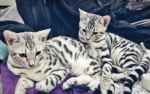 Silver Bengal cats Lady Lyra and Serafina