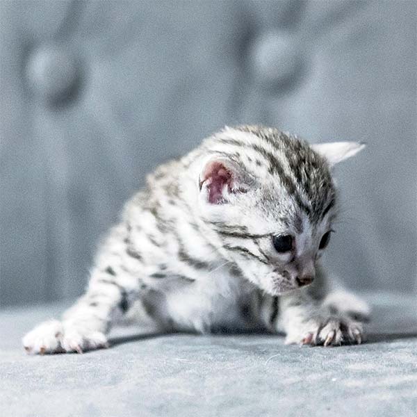 Serafina of Winterbourne Silver Bengal kitten