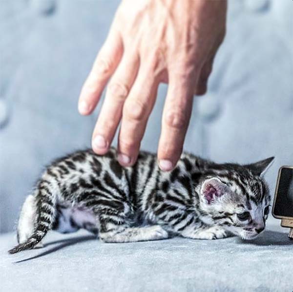 Lady Lyra of Winterbourne Silver Bengal Kitten