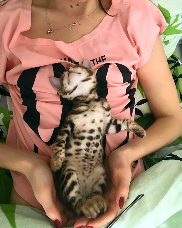 Incredibly Cute Photo Of A Bengal Cat  And Videos