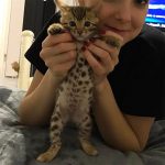 Incredibly Cute Photo Of A Bengal Cat  And Videos