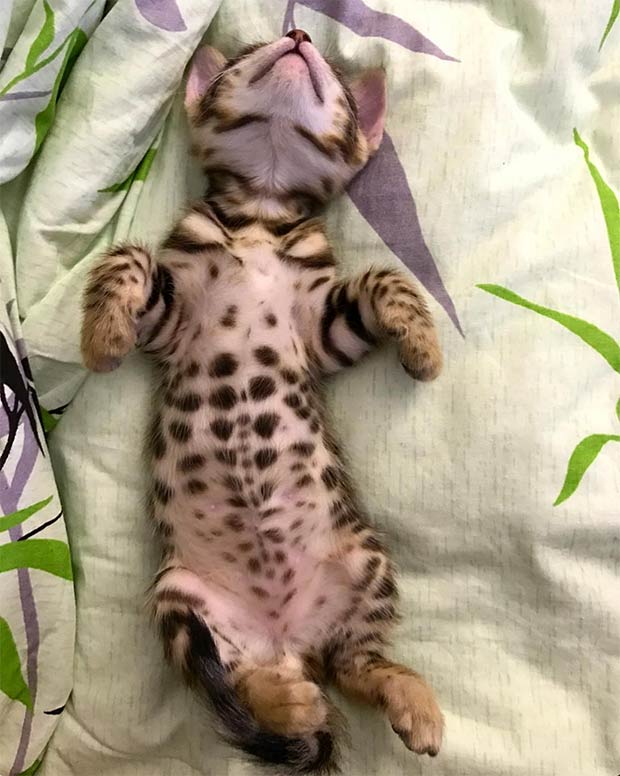Incredibly Cute Photo Of A Bengal Cat  And Videos