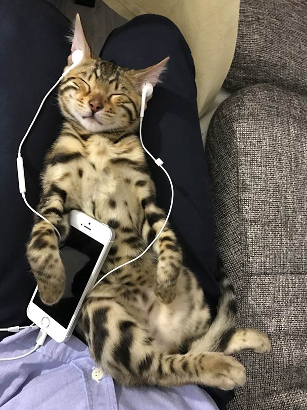 Incredibly Cute Photo Of A Bengal Cat  And Videos