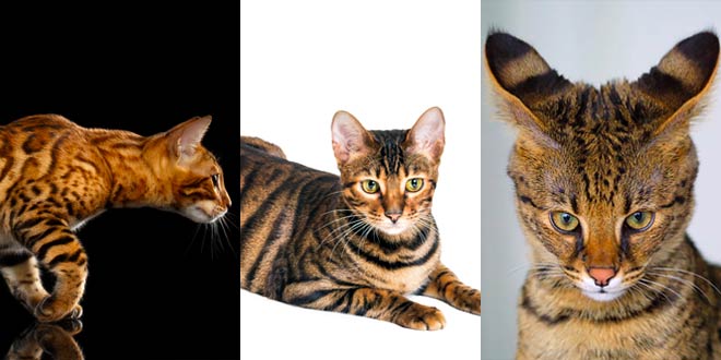 Hybrid Cat Breeds: Bengals, Toygers and Savannah
