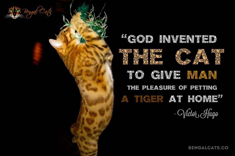 God invented the cat to give man the pleasure of petting a tiger