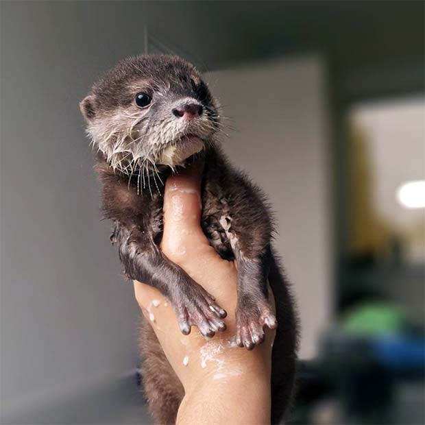 Baby Otter