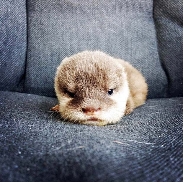 Pip the Baby Otter