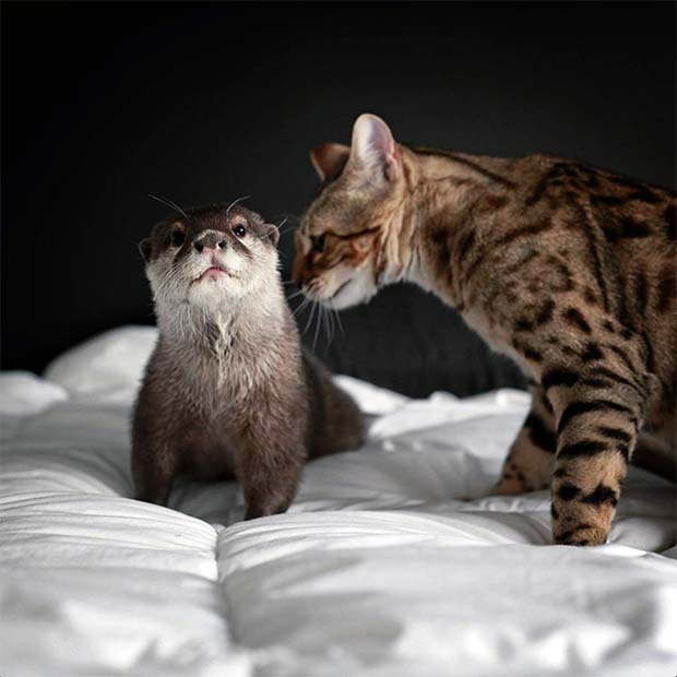 Sam The Bengal Cat & Pip The Otter 