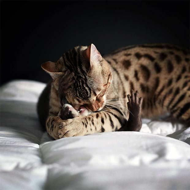 Otter and Bengal playing rough