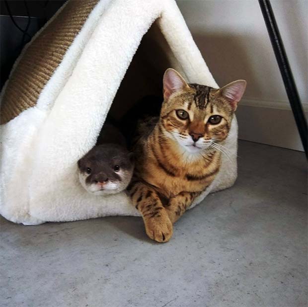 Sam The Bengal Cat & Pip The Otter 