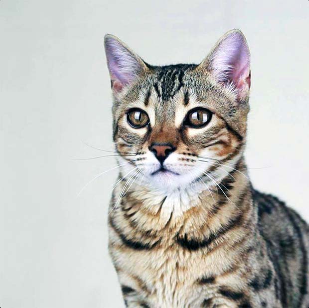 Sam the Bengal cat