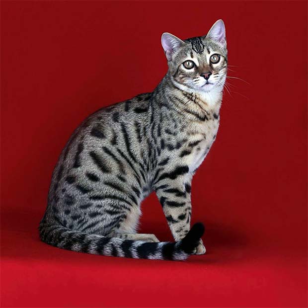 Gorgeous Bengal cat named Sam