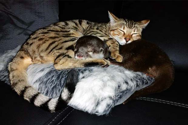 Otter and cat sleeping together