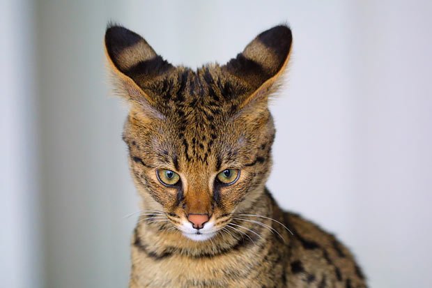 Savannah Cat Breed