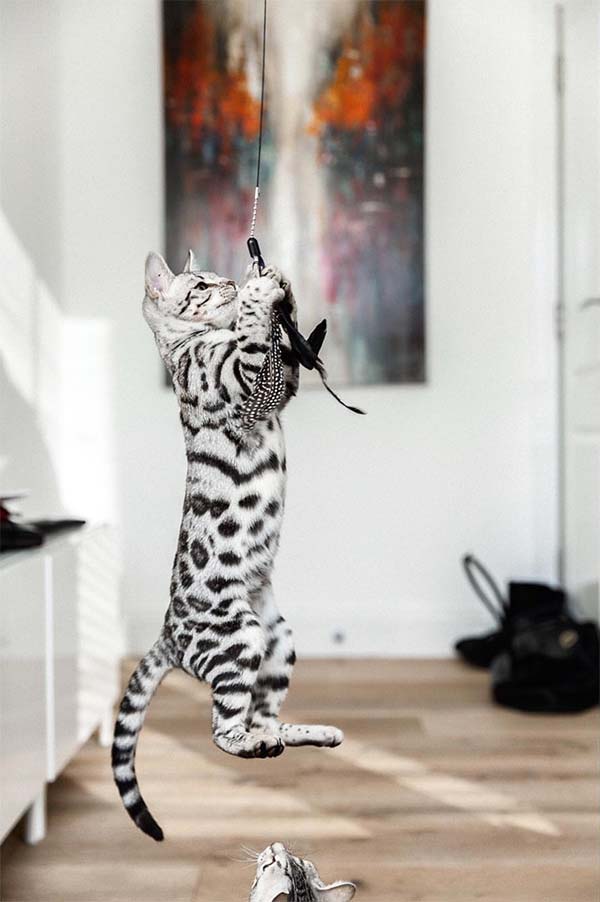 Silver Bengal cat jumping