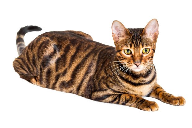 Toyger Cat Breed