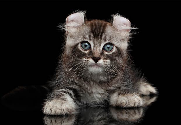 The 11 Most Expensive Cat Breeds In The World
