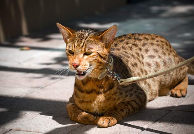 The 11 Most Expensive Cat Breeds In The World