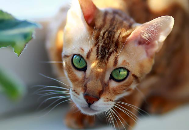 The 11 Most Expensive Cat Breeds In The World