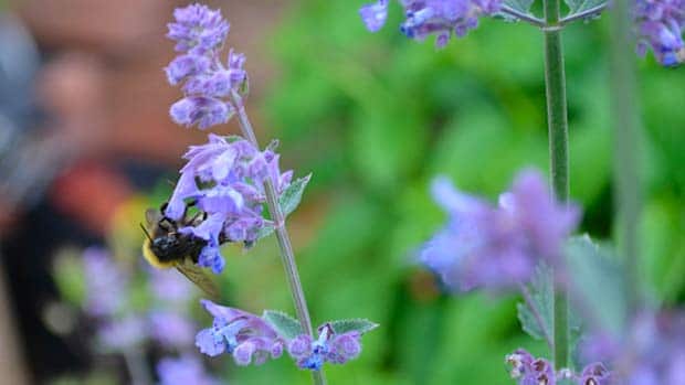 catnip flower