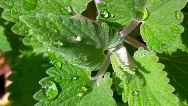 Catnip plant nepeta cataria