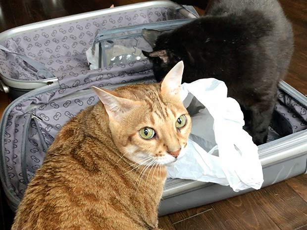 12 Essential Tips For Traveling With A Cats