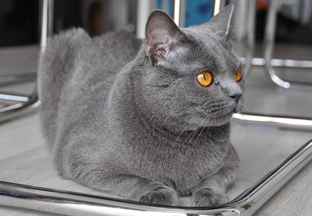 10 Most Beautiful Large Cat Breeds