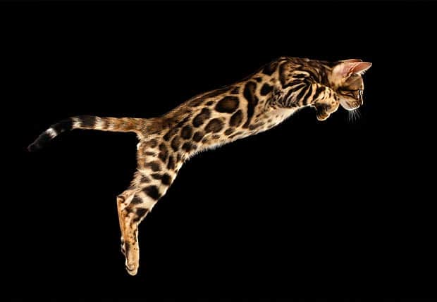 10 Sweet Bengal Cat Facts You Haven’t Heard Before