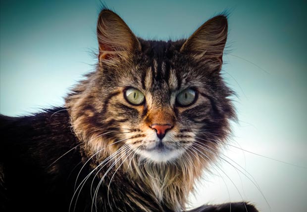 10 Most Beautiful Large Cat Breeds