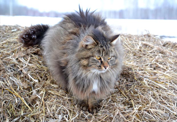 10 Most Beautiful Large Cat Breeds