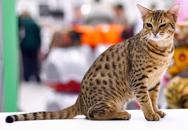 10 Most Beautiful Large Cat Breeds