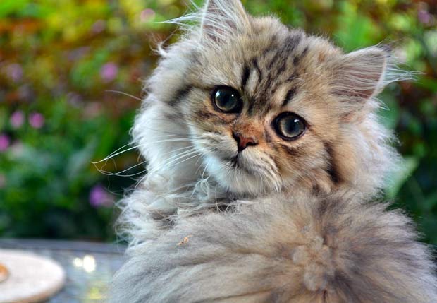 The 11 Most Expensive Cat Breeds In The World