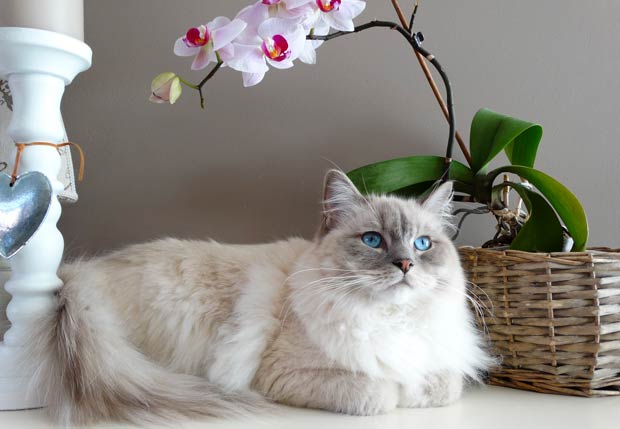 The 11 Most Expensive Cat Breeds In The World