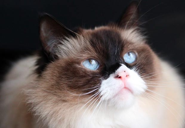 10 Most Beautiful Large Cat Breeds