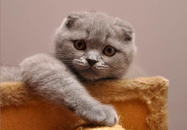 The 11 Most Expensive Cat Breeds In The World