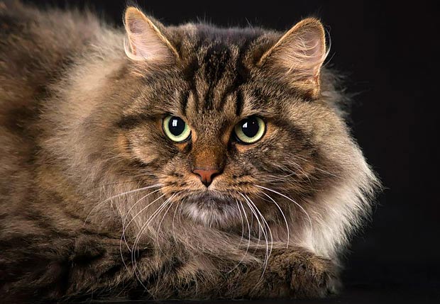 10 Most Beautiful Large Cat Breeds