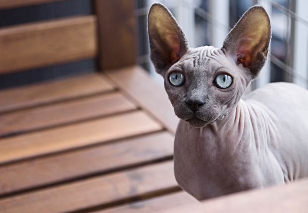 Sphynx Cat