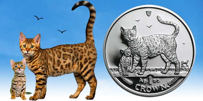 Bengal Cat Price Guide and Ownership Costs