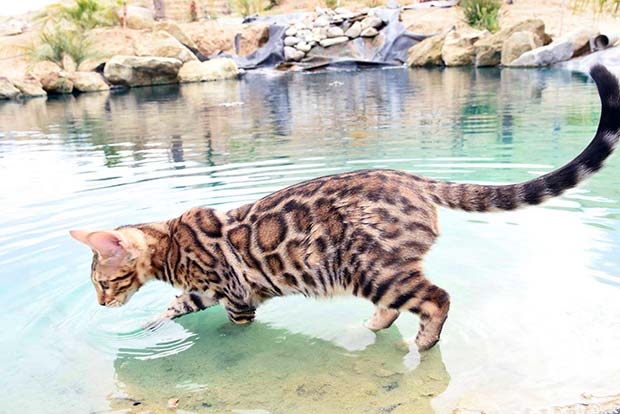 Why Do Cats Hate Water? And Why Some Breeds Like it!