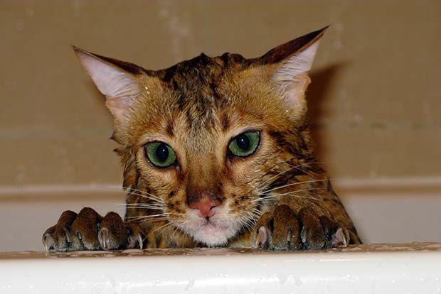 Why Do Cats Hate Water? And Why Some Breeds Like it!