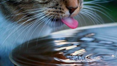 best cat drinking fountains