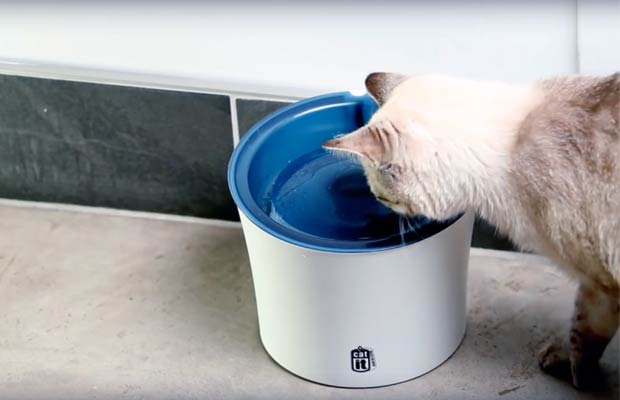 The 12 Best Cat Drinking Fountains Of 2021