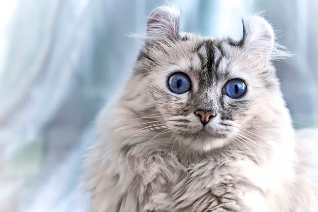 List of the Top 8 Long Haired Cat Breeds